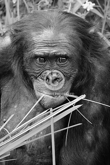 Bonobo (Pan Paniscus)