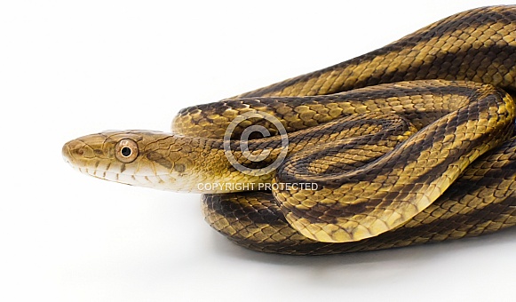 Eastern rat snake formerly known as yellow rat snake - Pantherophis alleghaniensis - close up of face, eye and scales view isolated on white background