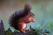 Red squirrel