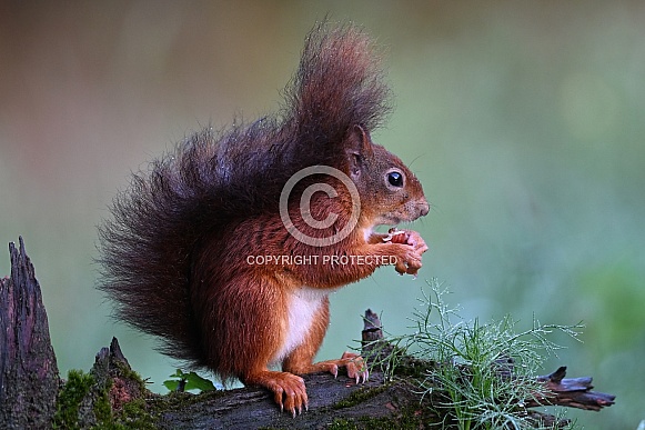 Red squirrel