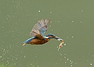 Common Kingfisher Flying with Fish