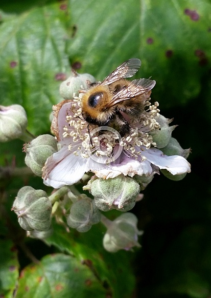 Common Carder Bee