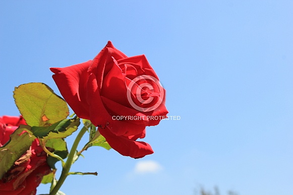 Red Rose