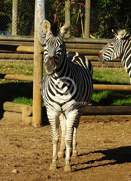 Zebra