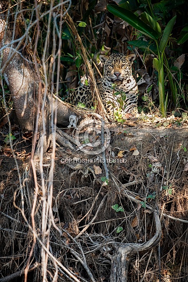 American jaguar in the nature habitat