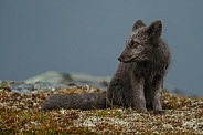 Arctic fox