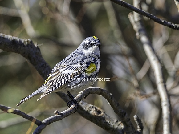 Myrtle Yellow-rumped Warbler in Fairbanks, Alaska