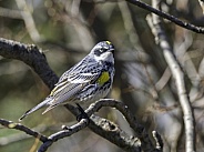 Myrtle Yellow-rumped Warbler in Fairbanks, Alaska