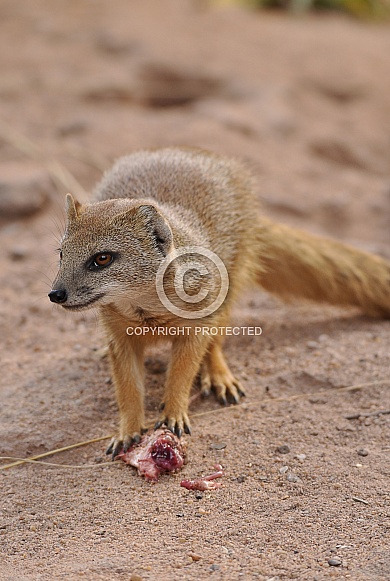 yellow mongoose yellow mongoose