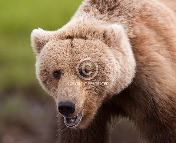 Wild Alaskan Brown Bear Wild Alaskan Brown Bear