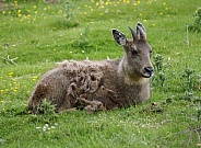 Antelope