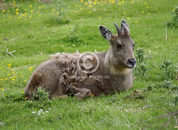 Antelope Antelope