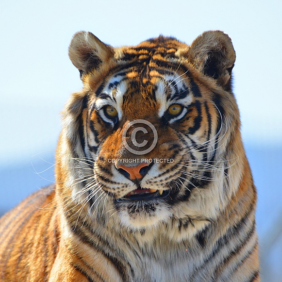Tiger Elvis