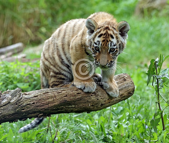 Tigercub