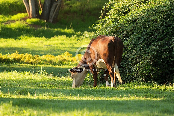 Grazing Cow