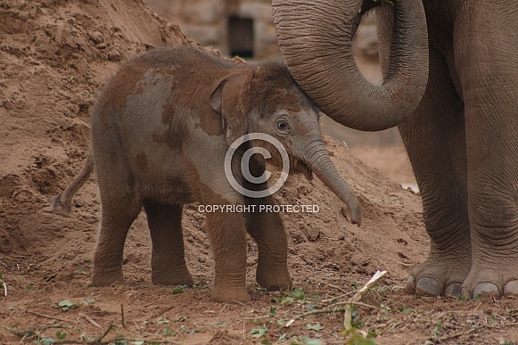 Asian Elephant Calf