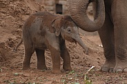 Asian Elephant Calf