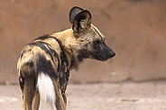 African Painted Dog