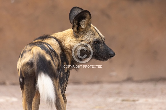 African Painted Dog