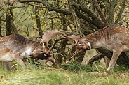 Fallow Deer during mating season