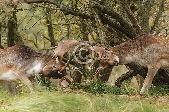 Fallow Deer during mating season