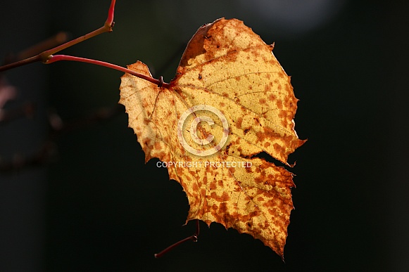 orange leaf