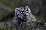 Pallas's cat