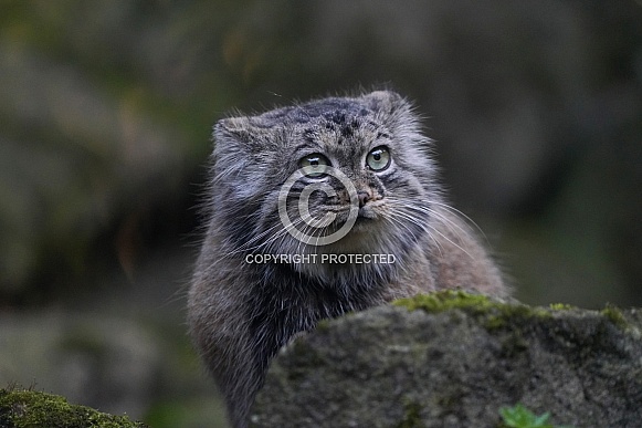 Pallas's cat
