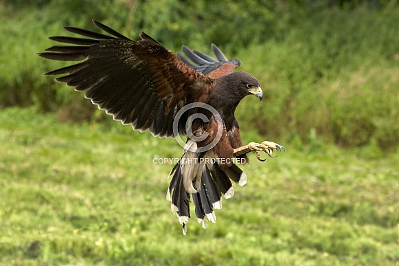 Harris's Hawk - Ecuador