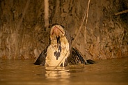 Giant river otter in the nature habitat