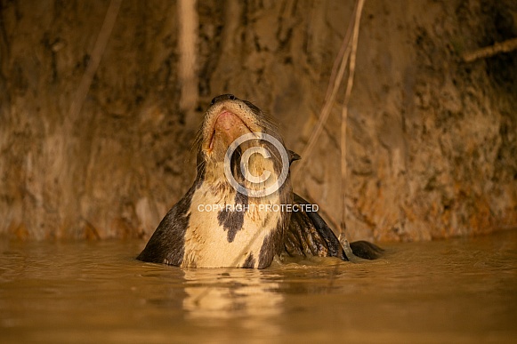 Giant river otter in the nature habitat