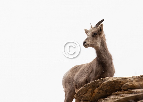 Desert Bighorned Sheep, Ovis canadensis nelsoni