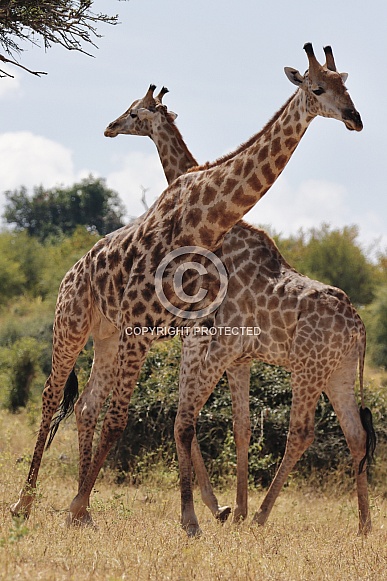 Giraffe Giraffe