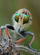 Robber Fly