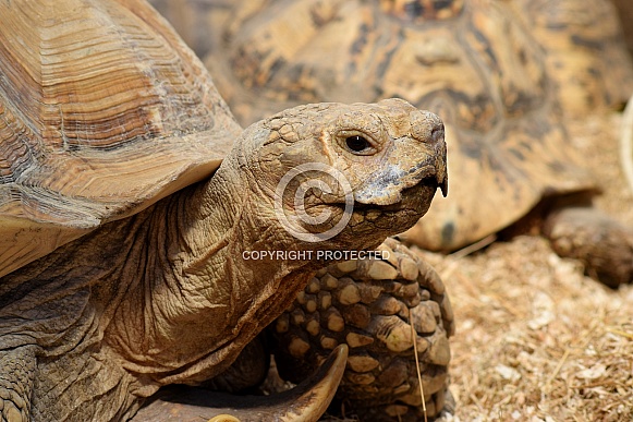 African Spurred Tortoise