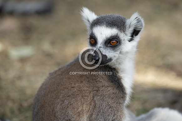 Ring-Tailed Lemur Ring-Tailed Lemur
