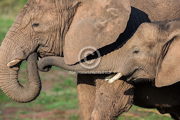 African Elephants