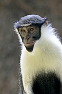 Diana monkey (Cercopithecus diana)