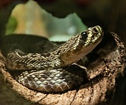 Southern Diamondback Rattlesnake