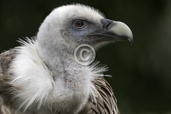Griffon Vulture Close Up