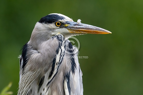 Grey Heron Grey Heron