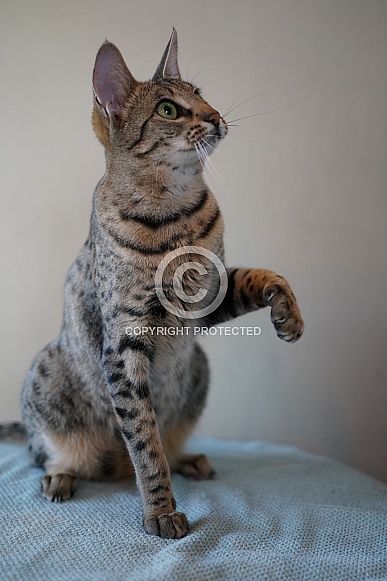 Savannah Cat