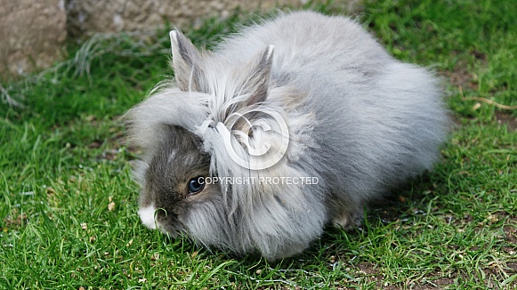 Pet Rabbit in Garden