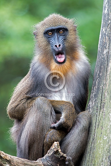 Mandrill (Mandrillus sphinx)