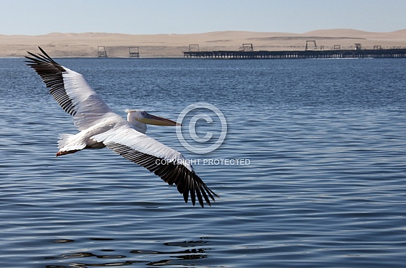 Great White Pelican - Welvis Bay - Namibia