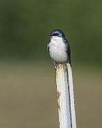 A Tree Swallow in Alaska Perched on a Metal Pole