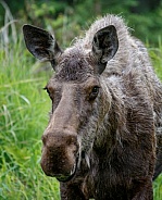 Close up image of a cow moose