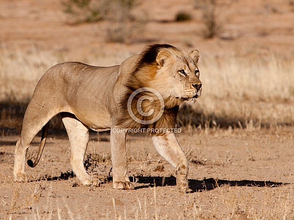 Lion Male (Wild)