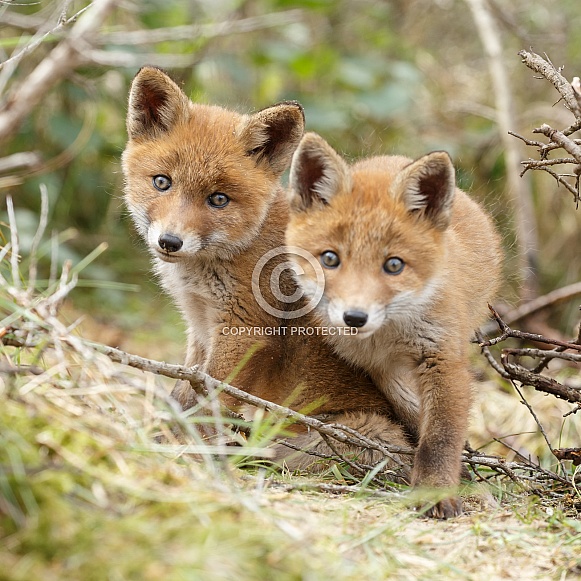 Two curious red fox cubs