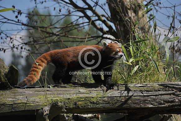 Red Panda Red Panda